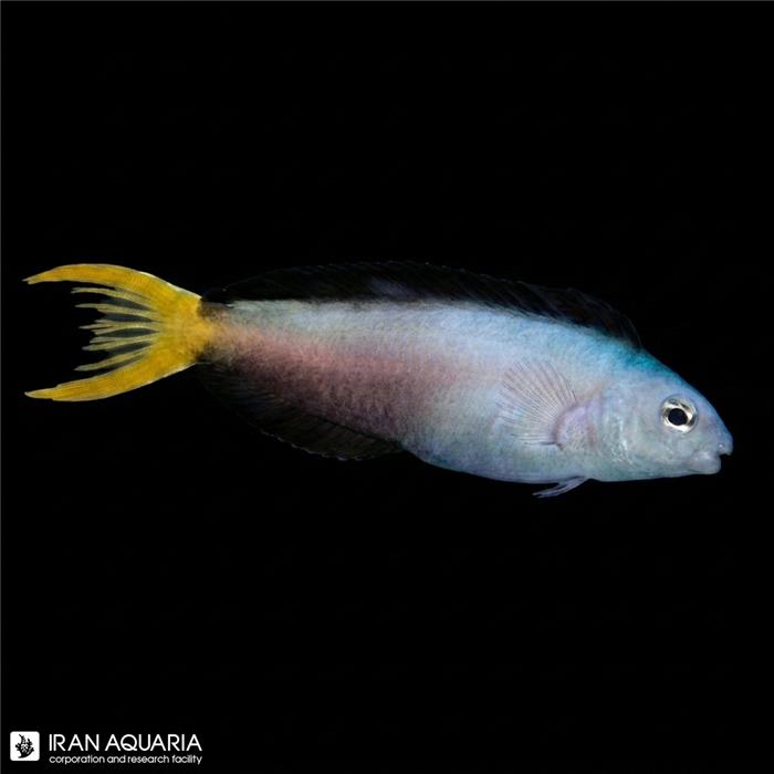 بلنی دم چنگی موسامبیکوس (Harptail Blenny )