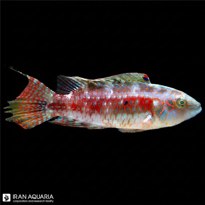 راس دو خال (Two Spot Wrasse)