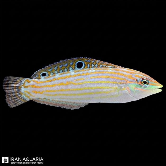راس کازمتوس ( Adorned Wrasse )