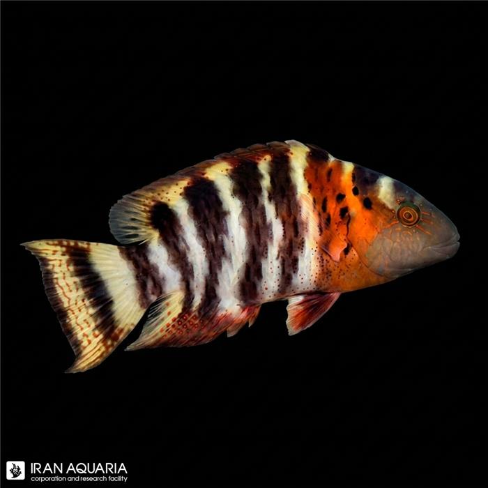 راس سینه قرمز ( Red Breast Wrasse )