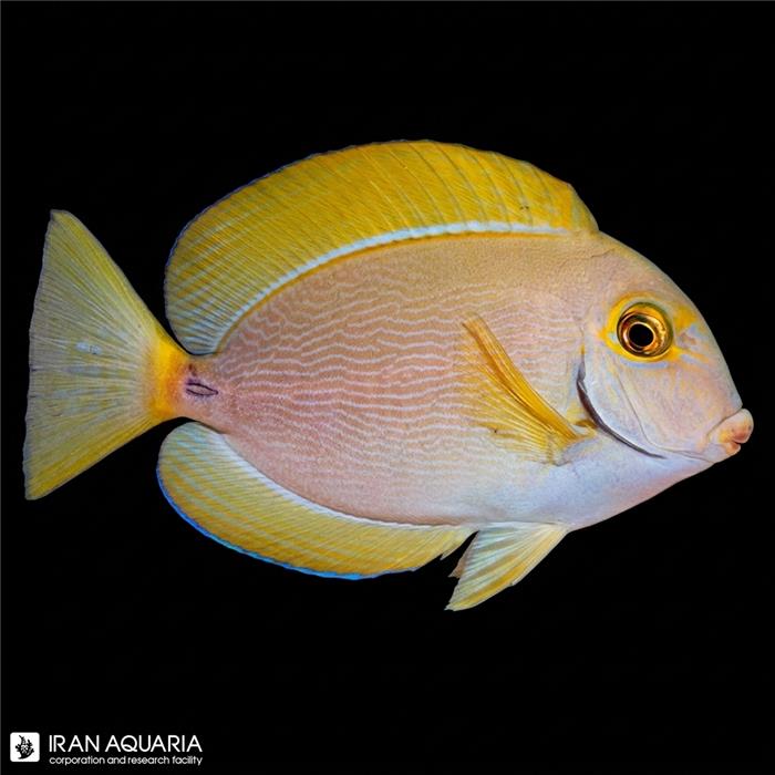 جراح دوسیمیری (Dusumieri Tang)