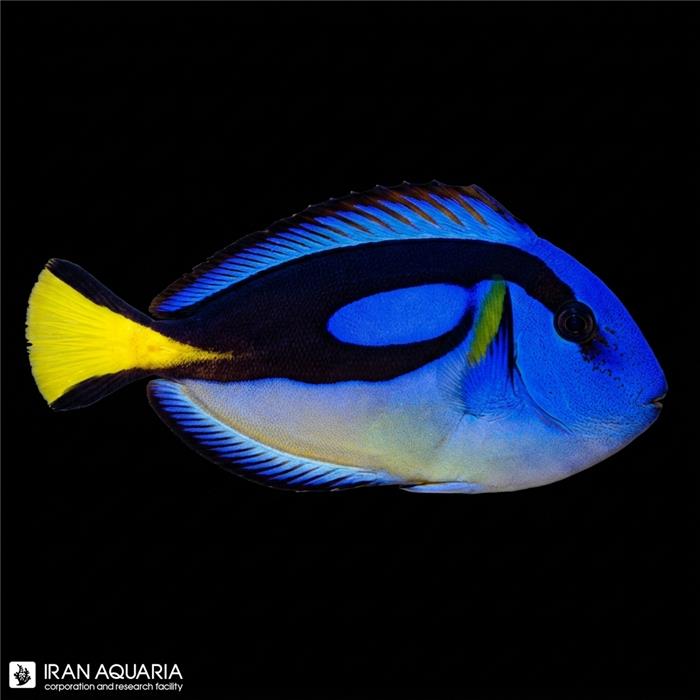 جراح بلو تانگ یلو بلی ( Yellow Belly Regal Blue Tang )