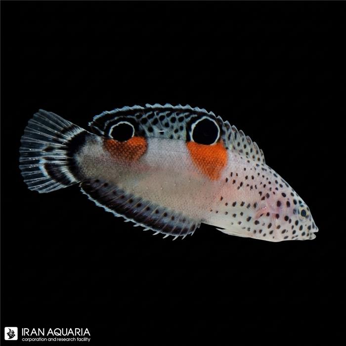 راس کوریس دوخال آنگولاتا ( Twin Spot Wrasse ) 