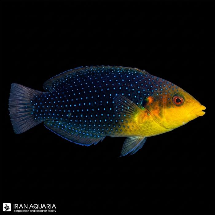 راس توییستی (Yellow-Breasted Wrasse)