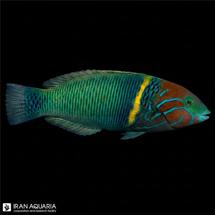 راس گلد بار (Goldbar Wrasse)