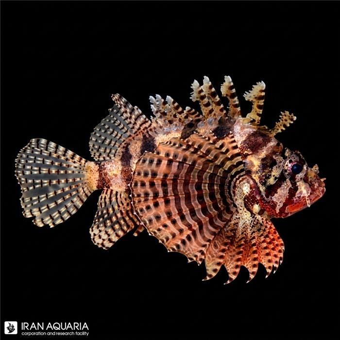 خروس ماهی فازی (Fuzzy Dwarf Lionfish)