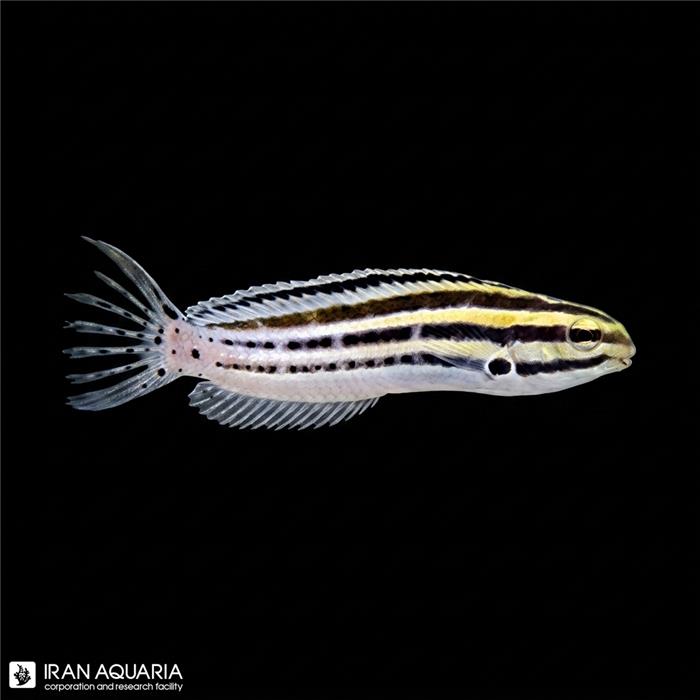 بلنی گرامیستس ( Striped Blenny )