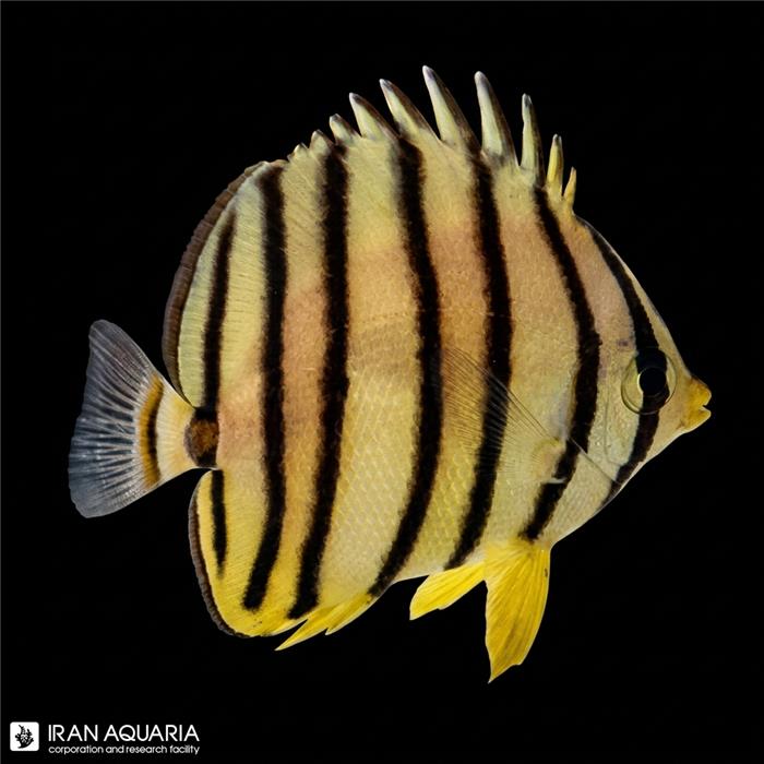 پروانه ماهی هشت خط طلایی ( Eight banded Butterflyfish )
