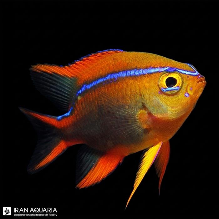 دامسل رد هانی (Cross Damselfish)