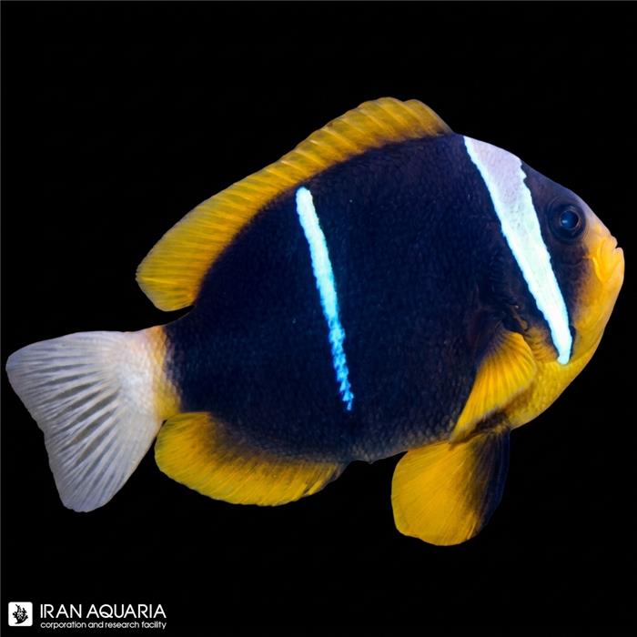 دلقک ماهی آلاردی وارداتی (Allard’s Clownfish)