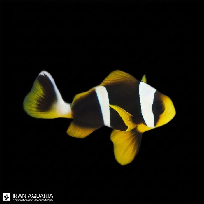 دلقک ماهی ماریشن وارداتی (Mauritian Clownfish)