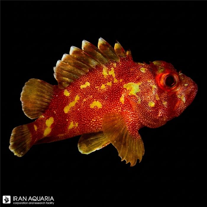 اسکورپیون فیش (Scorpionfish)