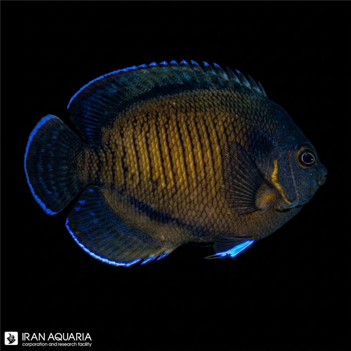 فرشته ماهی کوتوله رد داسکی-لوندر (Dusky Angelfish)