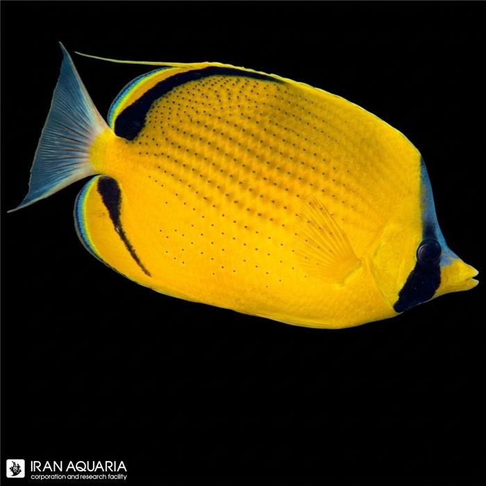 پروانه ماهی سمیون (semeion ButterflyFish)