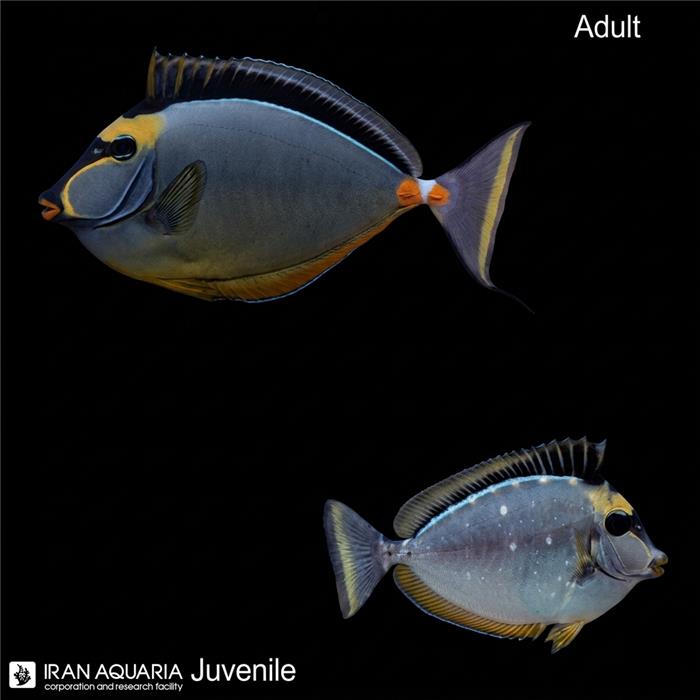 جراح ماهی ناسو لیتوراتوس (Naso Lituratus)