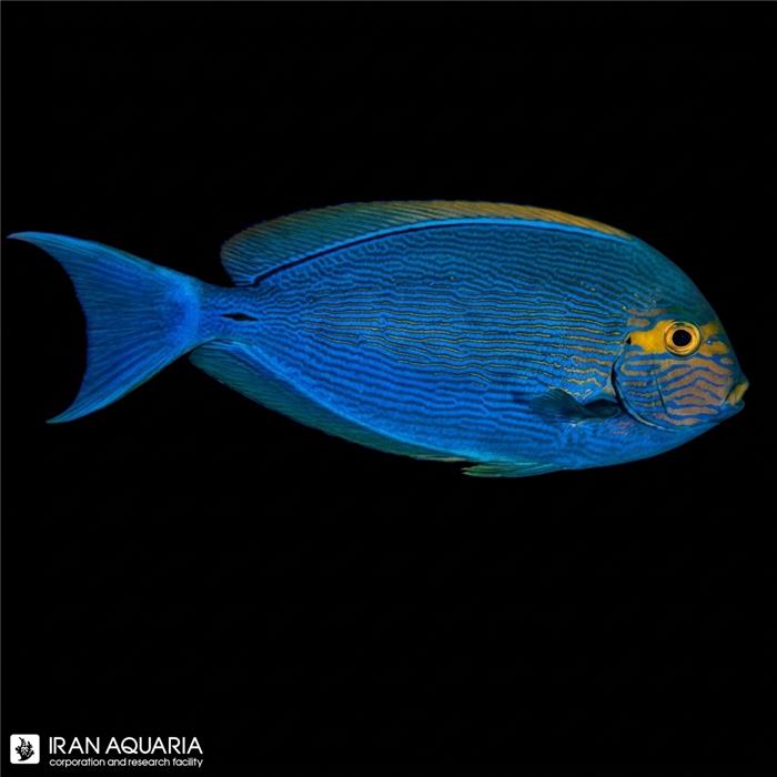 جراح ماهی ماتا (Mata Surgeon Fish)