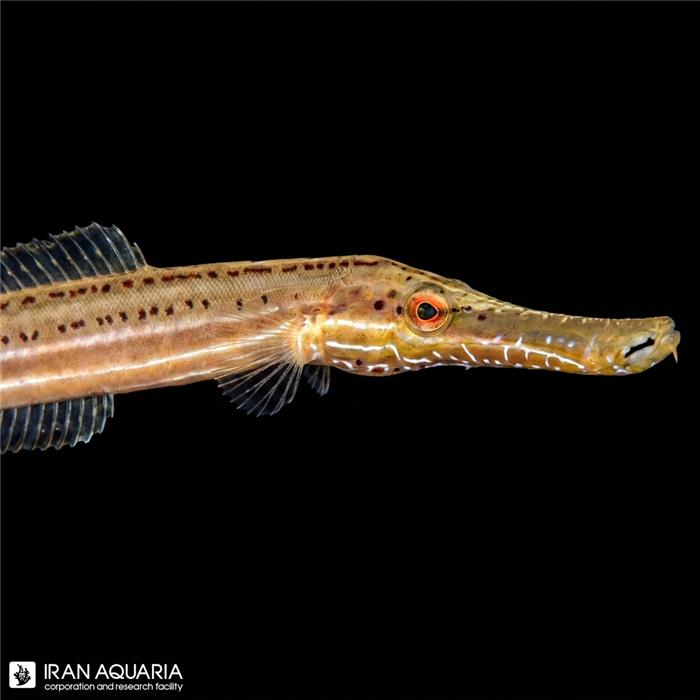 ترامپت فیش چینی (Chinese Teumpet Fish)