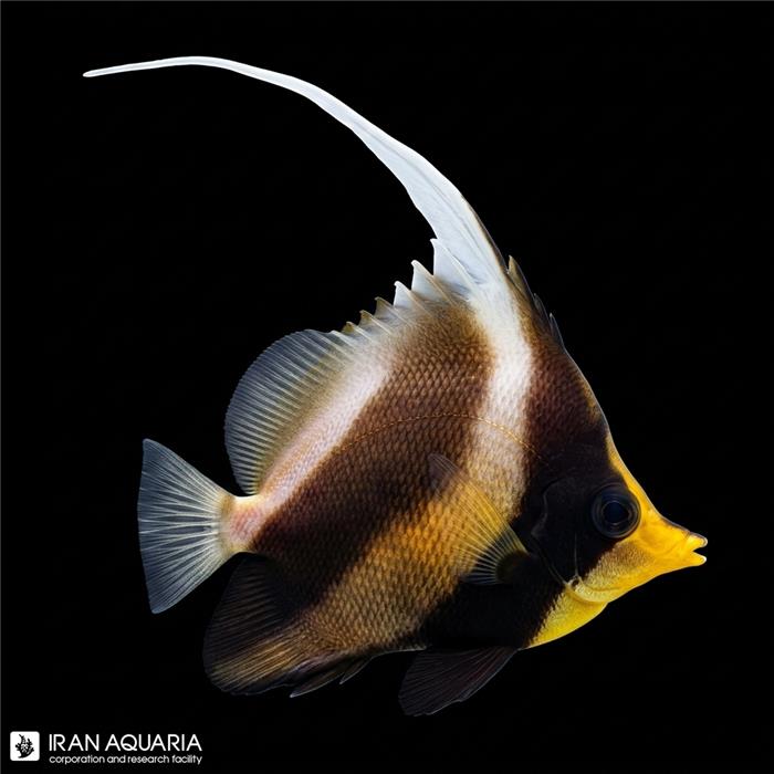 پروانه ماهی آنتن دار سه خط (Threeband Pennant Butterflyfish)