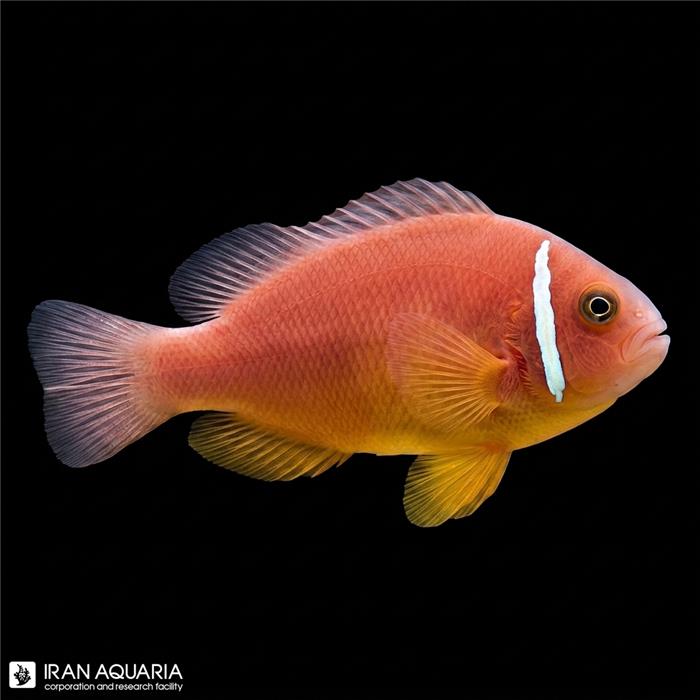 دلقک ماهی پینک وارداتی (Pink Skunk Clownfish)