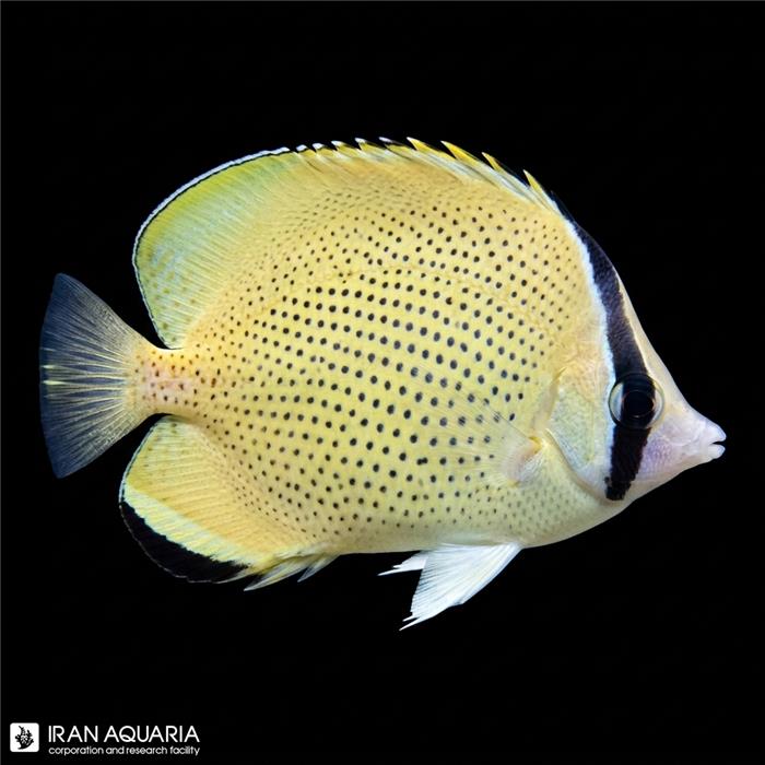 پروانه ماهی اسپکلد (chaetodon citrinellus)
