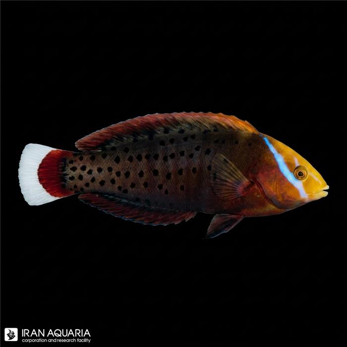 راس فورموسا(Formosa Wrasse)