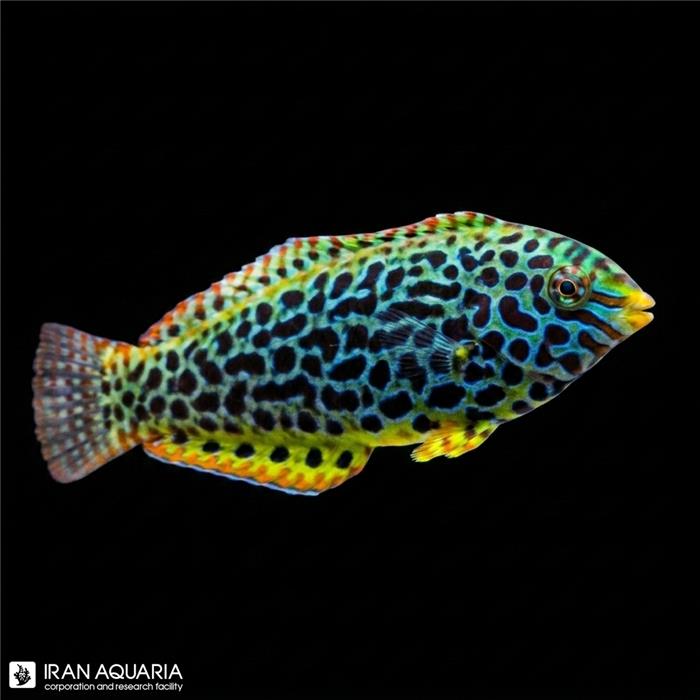 راس ملگریس ماده (Wrasse Melegrise)