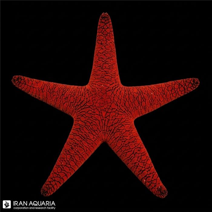 ستاره قرمز هندی فرومیا ایندیکا (red starfish fromia indica)