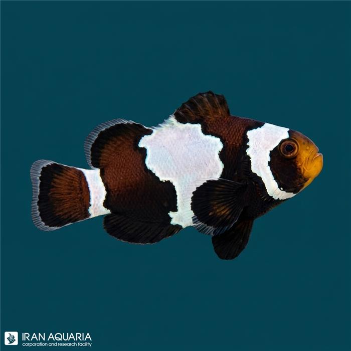 دلقک ماهی میدنایت لایتنینگ وارداتی ( midnight lightning clownfish )