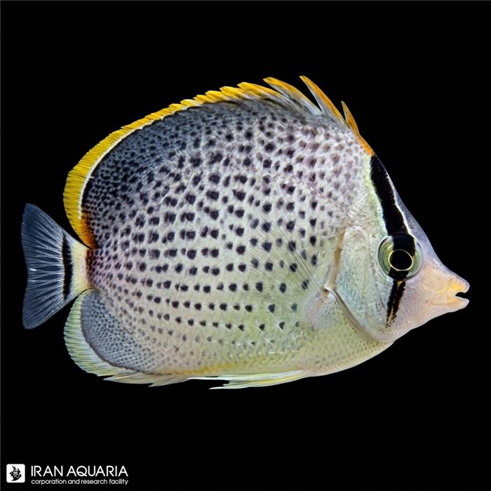 پروانه ماهی پپرد (Chaetodon Pepper)