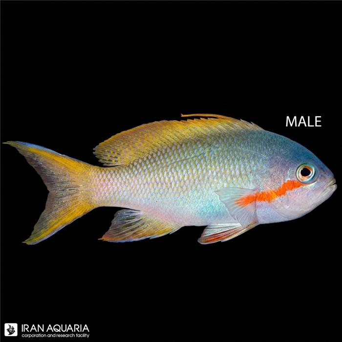 آنتیاس هوچی سبز (Pseudanthias Hutchii)