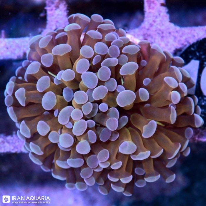 پرل طلایی نوک سفید الترا (HammerCoral)