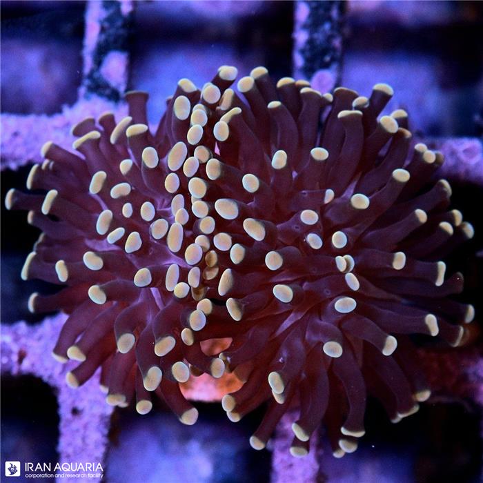 پرل همر طلایی (Hammer Coral)  