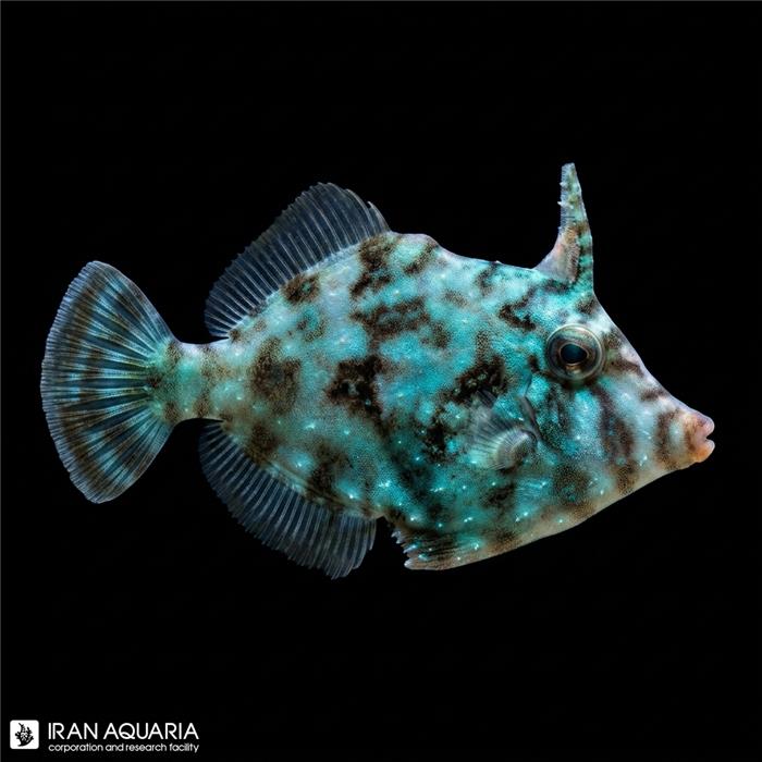 فایل فیش تومنتوس (Acreichthys tomentosus)
