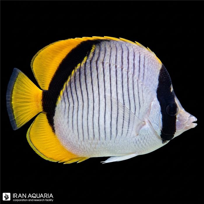 پروانه خط دار (chaetodon lineolatus)