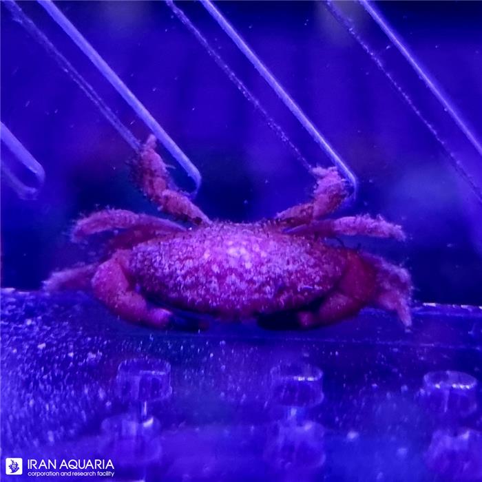 خرچنگ استرابری (liomera sp)