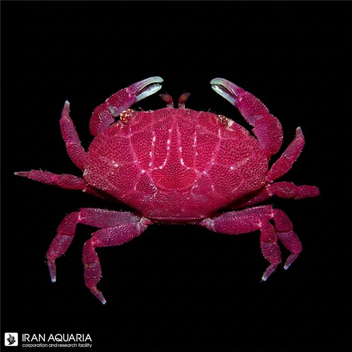 خرچنگ استرابری (liomera sp)