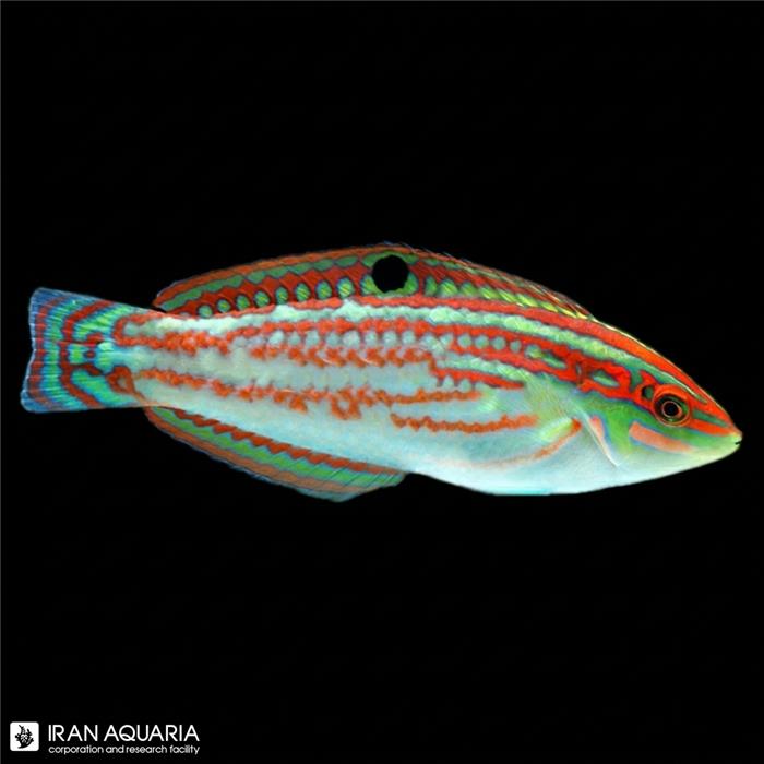 راس کریسمس (Christmas Wrasse)