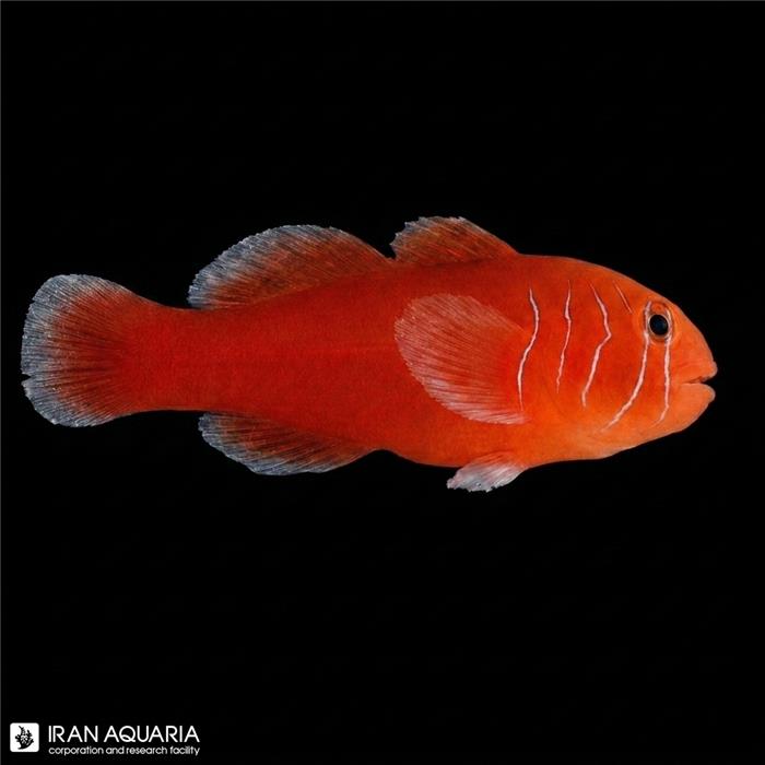 گوبیدون قرمز (red coral Goby)