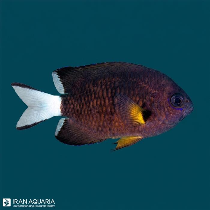 کرومیس دم سفید (white tail chromis)