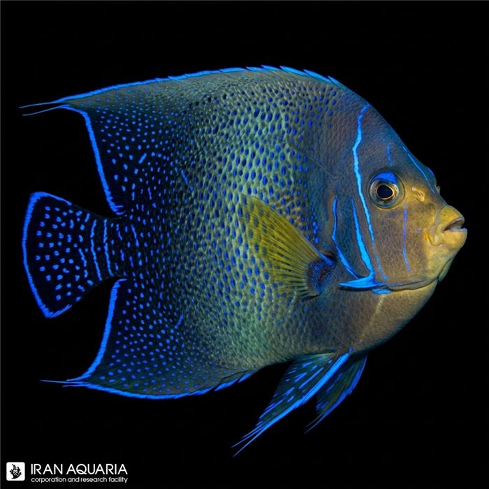 فرشته ماهی قرآنی نابالغ  (Koran Angelfish)