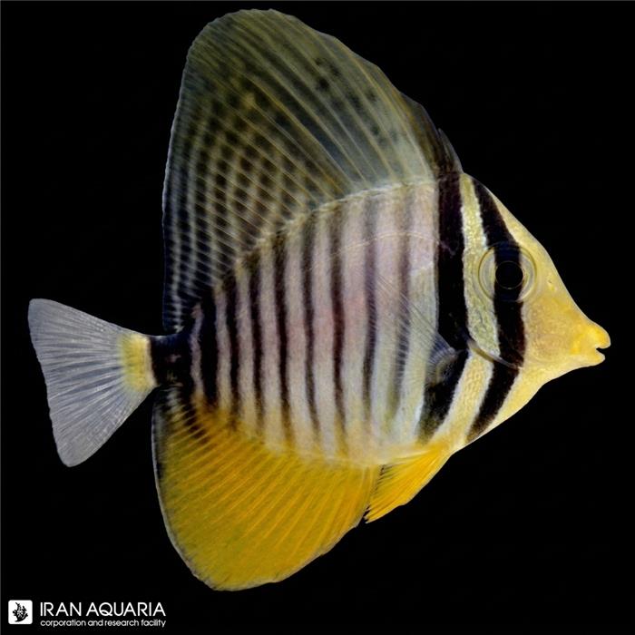 جراح دسجاردینی نابالغ (Desjardini Sailfin Tang)