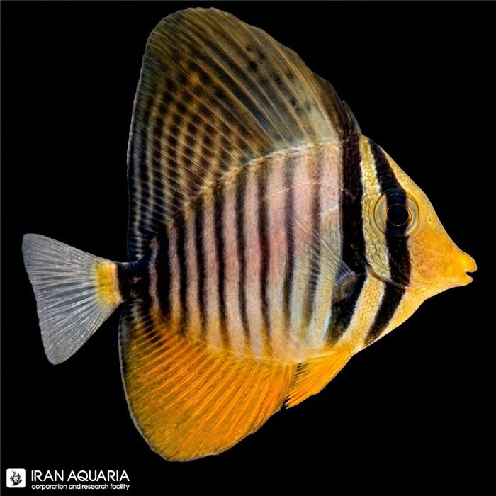 جراح دسجاردینی نابالغ (Desjardini Sailfin Tang)