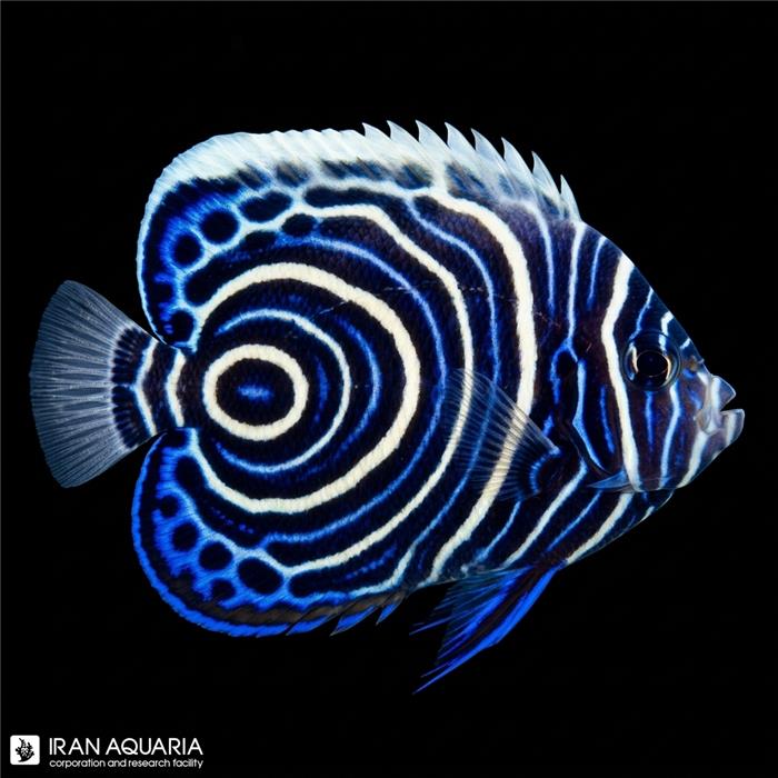 فرشته ماهی امپراطور نابالغ اقیانوس آرام (Emperor Angelfish)