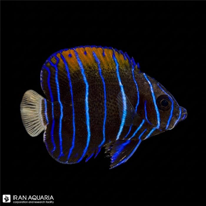 فرشته ماهی مجستیک نابالغ (Majestic Angelfish)