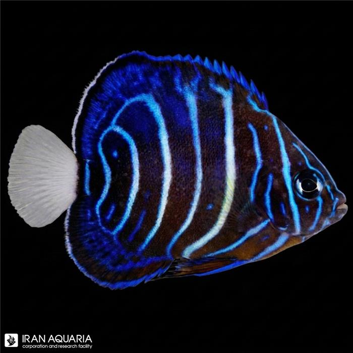 فرشته ماهی بلو رینگ نابالغ (Blue Ring Angelfish) 