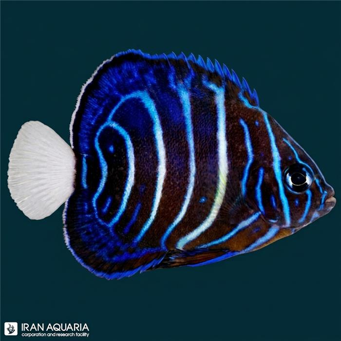 فرشته ماهی بلو رینگ نابالغ (Blue Ring Angelfish) 