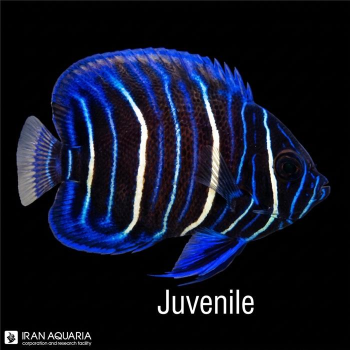 فرشته ماهی بلو فیس نابالغ (Blueface Angelfish)
