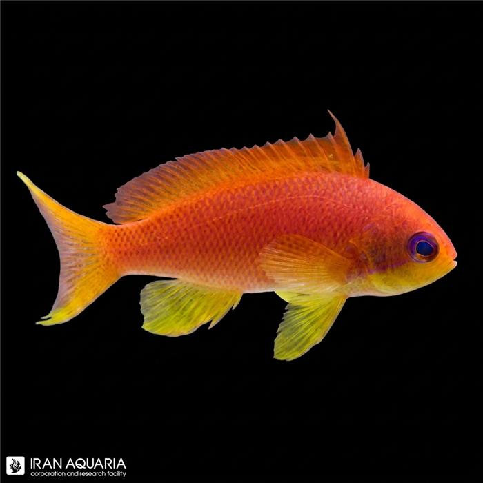 آنتیاس لایر تیل ماده (Lyretail Anthias)