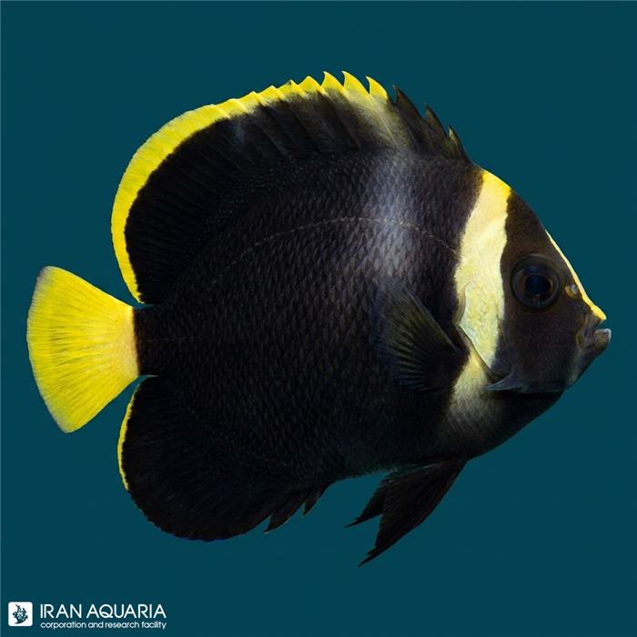 فرشته ماهی بلک ولوت نابالغ (Black Velvet Angelfish)