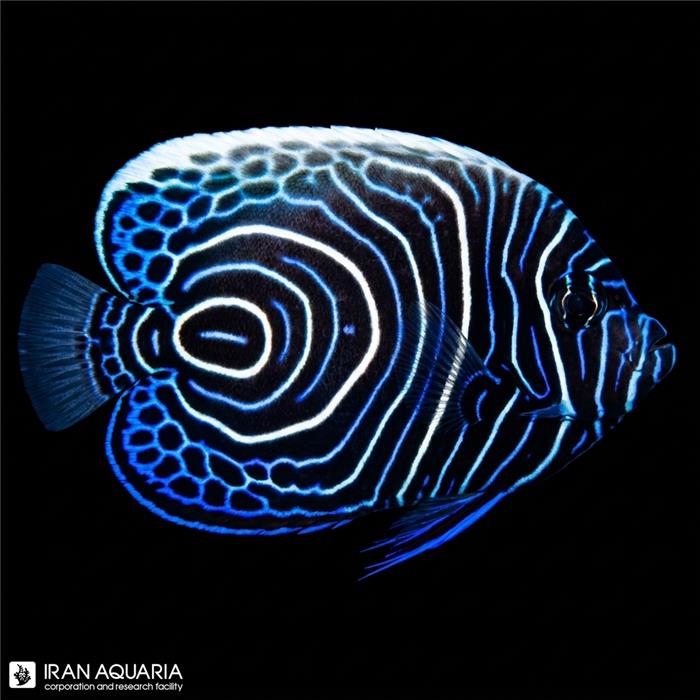 فرشته ماهی امپراطور هندی نابالغ (Indian Emperor Angelfish)